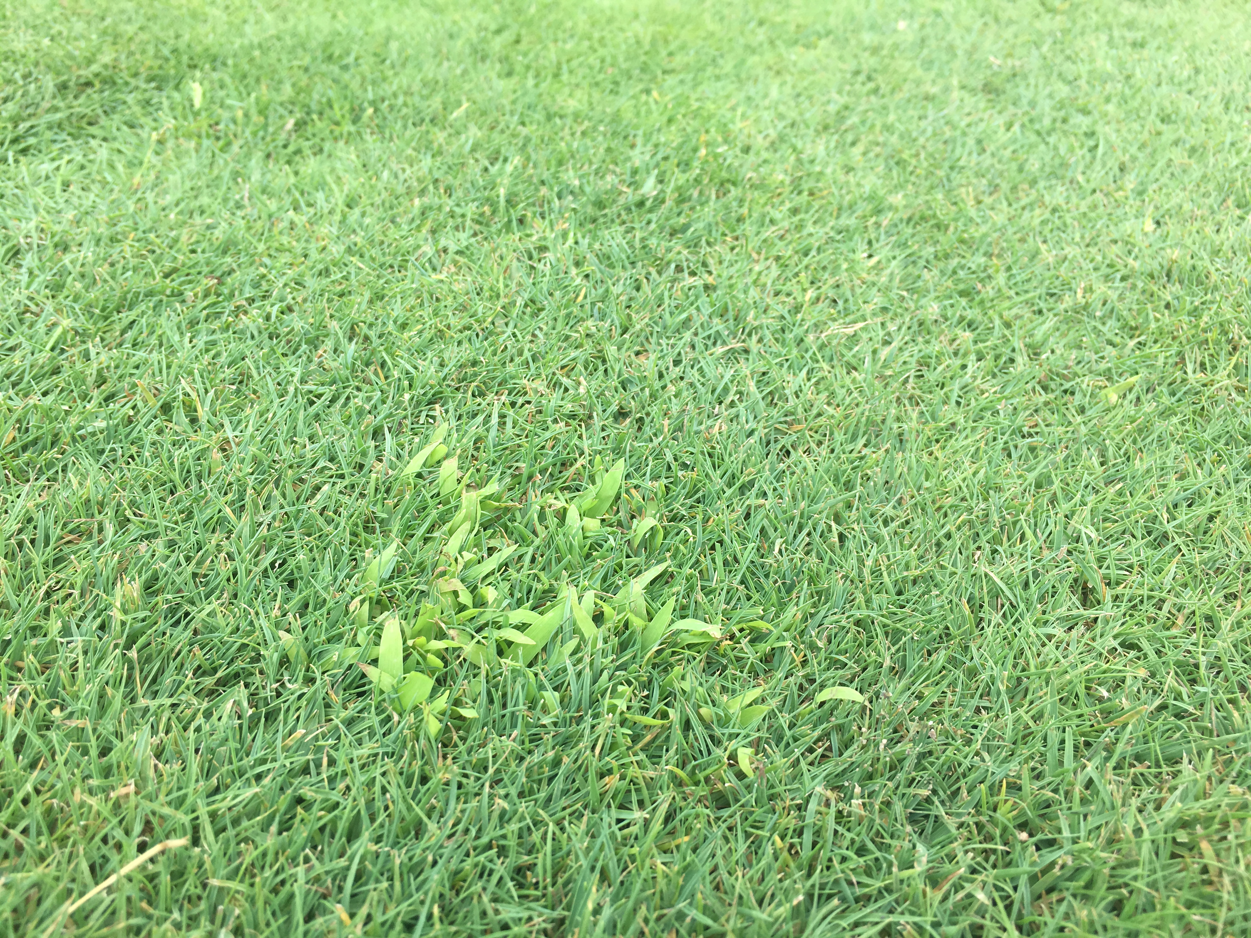 Large crabgrass growing on a golf tee.